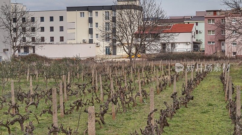 Vinyard Field Farm Medjugorje, Bosniz-Herzegovina报道